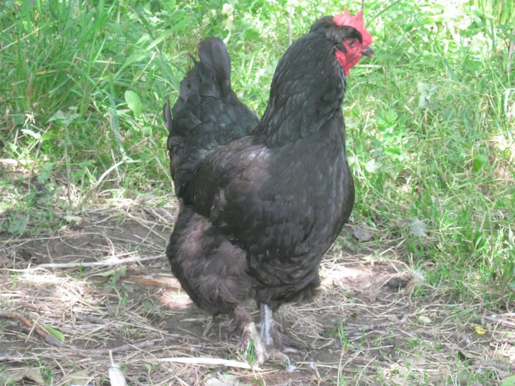 Hollamoor Farm Panzió Barnstaple Kültér fotó