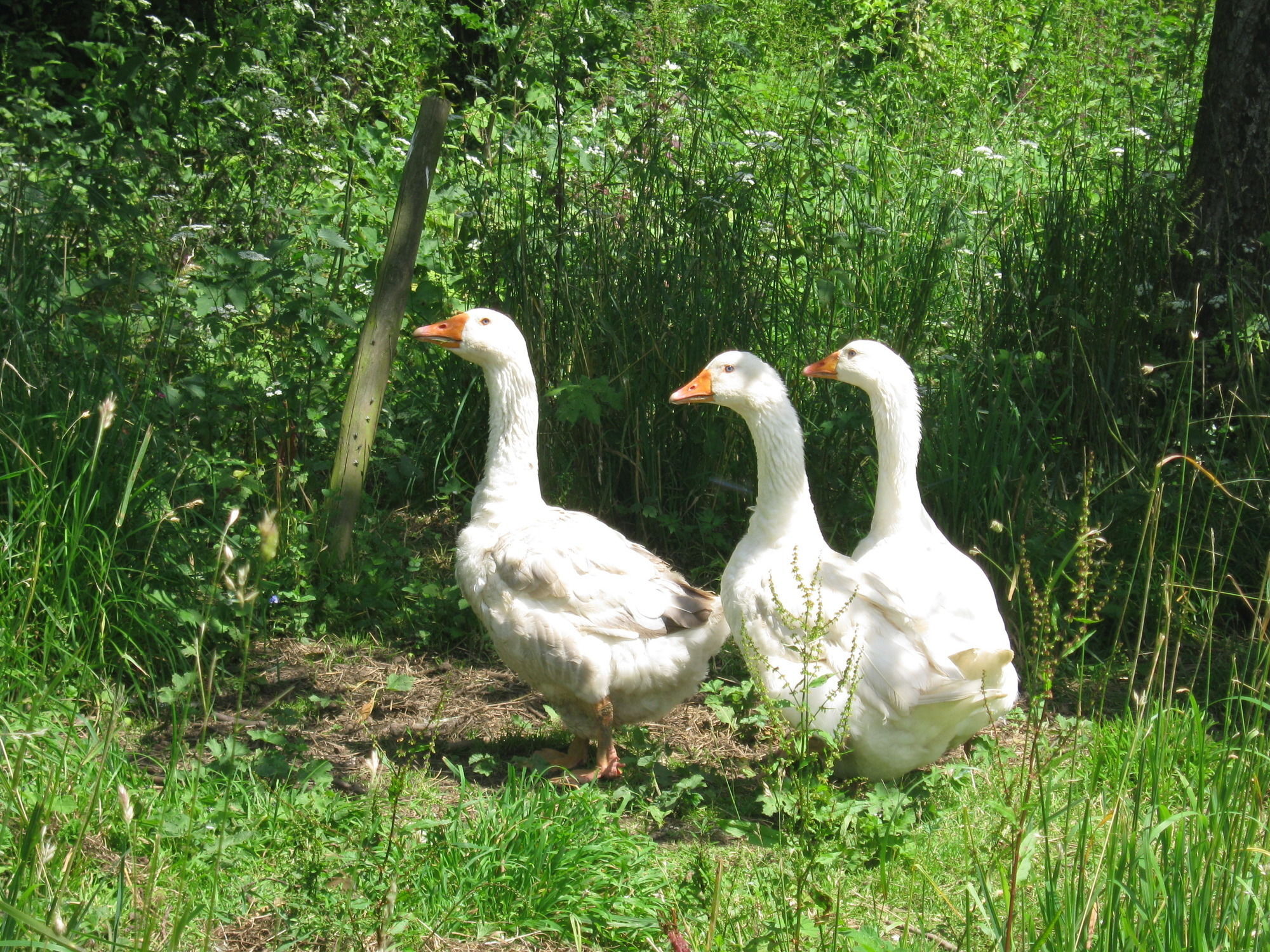 Hollamoor Farm Panzió Barnstaple Kültér fotó