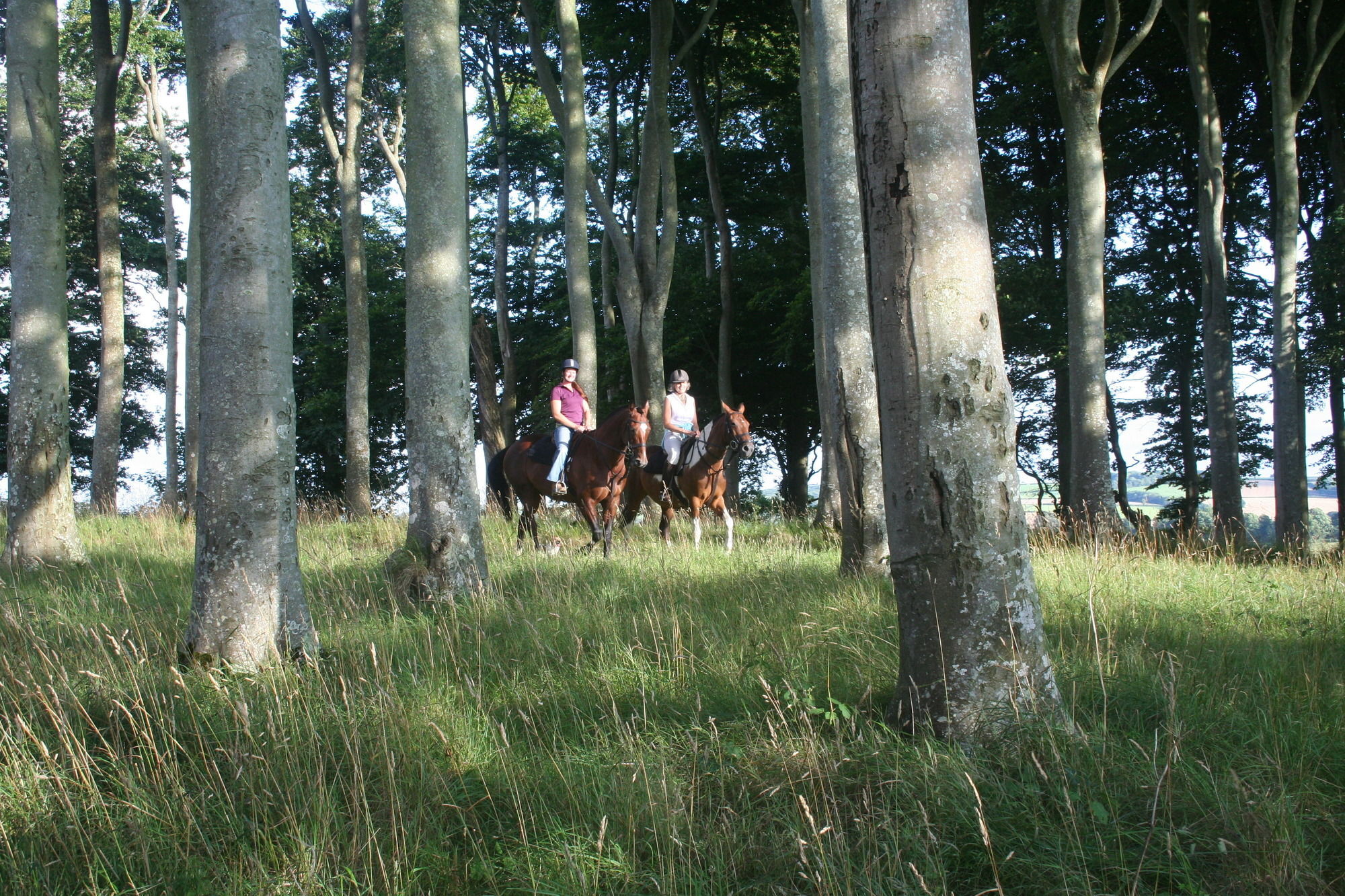 Hollamoor Farm Panzió Barnstaple Kültér fotó